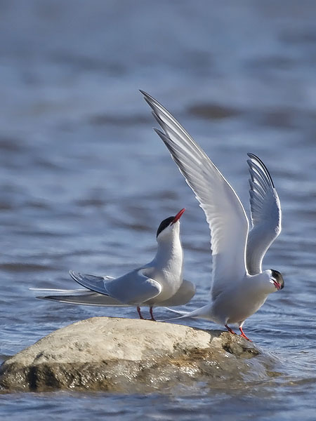 Lapintiira, Arctic Tern, Sterna paradisaea